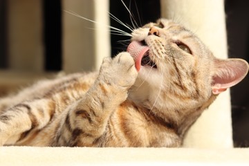 肉球舐め猫アメリカンショートヘアー