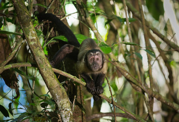 A tufted capuchin, Sapajus apella, climbing on vines.