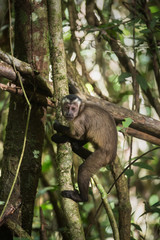 A tufted capuchin, Sapajus apella, climbing on vines.