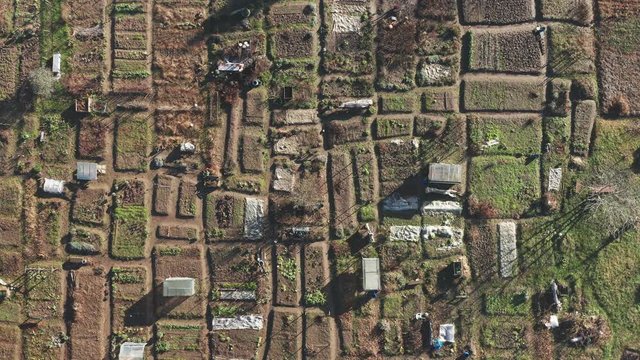Community garden in autumn, winter, aerial view of small farming plots in urban area, sustainable and organic food production in modern city