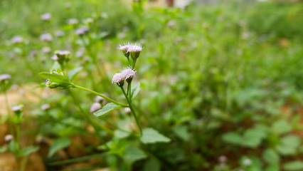 Fresh Green Wild Plants Blurred Background