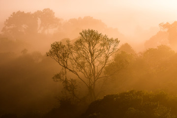Sunrise on a foggy morning in the canopy of the rainforest.