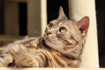 Fototapeta na wymiar 日なたで左斜め上を見る猫アメリカンショートヘアー