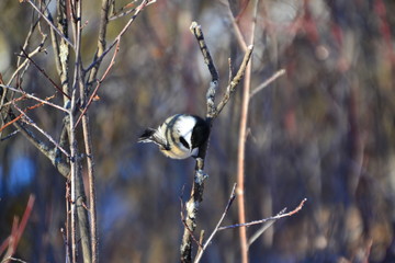 Black-capped Chickadee on a Branch