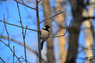 Black-capped Chickadee on a Branch