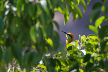 Bee eater in tree