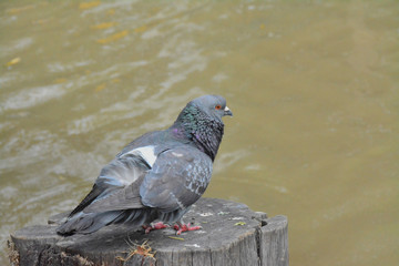birds in colombia bogota