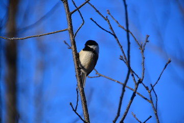 Fototapeta premium Black-capped Chickadee