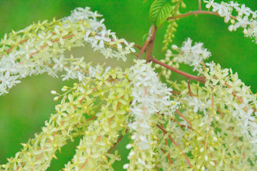 flowers en colombia bogota