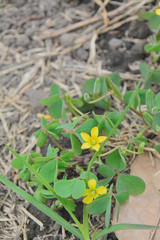 flowers en colombia bogota