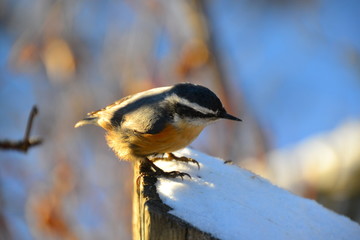 Red-breasted Nuthatch