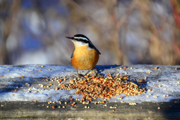Red-breasted Nuthatch