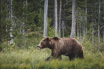 Brown Bear (Ursus arctos) on forest, Finland.