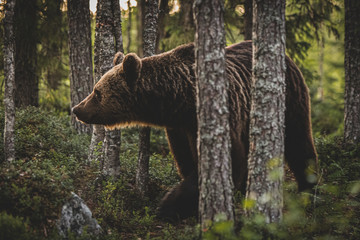 Brown Bear (Ursus arctos) on forest, Finland.
