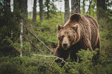 Brown Bear (Ursus arctos) on forest, Finland.