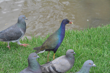 beautiful bird in colombia bogota