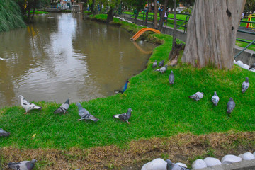 beautiful bird in colombia bogota