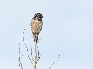 Northern Hawk Owl Perched on Top of the Tree in Winter