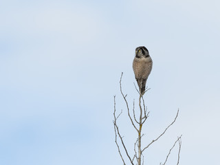  Northern Hawk Owl Perched on Top of the Tree in Winter