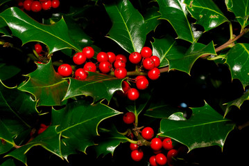 Holly Berries