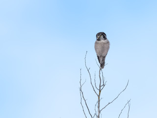Northern Hawk Owl Perched on Top of the Tree in Winter