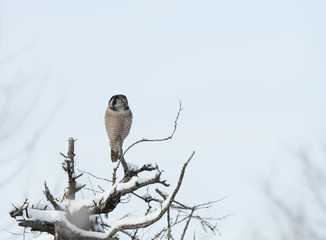 Northern Hawk Owl Perched on Snag Covered in Snow in Winter