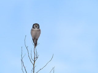 Northern Hawk Owl Perched on Top of the Tree in Winter