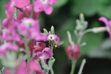 Fototapeta na wymiar bees and flowers