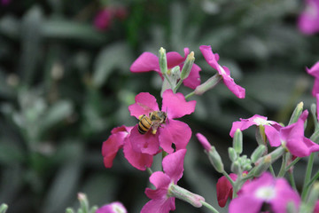 bees and flowers