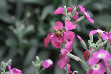 bees and flowers