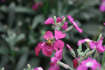 bees and flowers