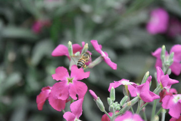 bees and flowers