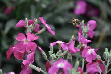 bees and flowers