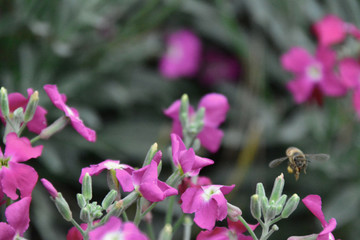 bees and flowers