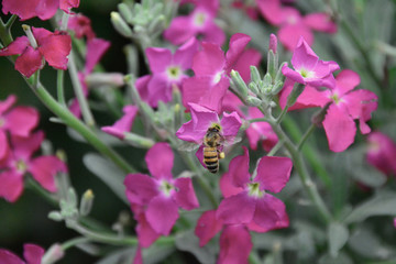 bees and flowers