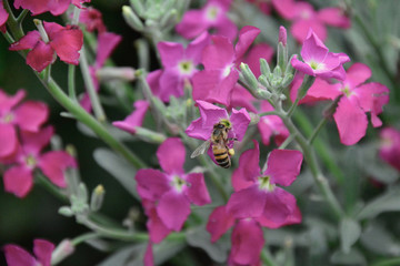 bees and flowers