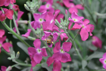 bees and flowers