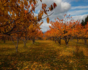Flathead Autumn
