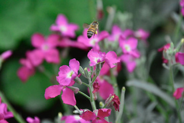 bees and flowers