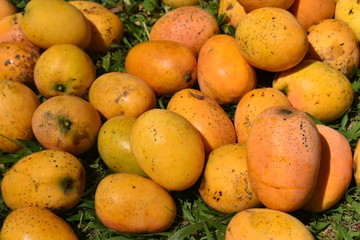 Mango