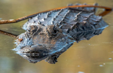 lurking aligator in swamp florida