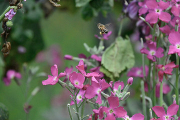 bees and flowers