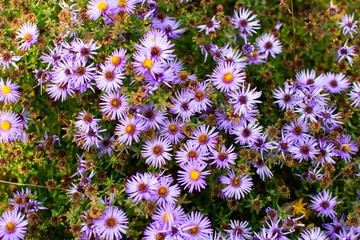 purple flowers