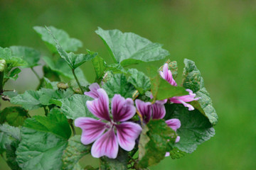 bees and flowers