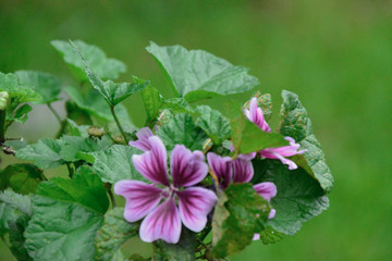 bees and flowers