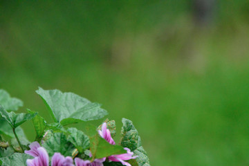 bees and flowers