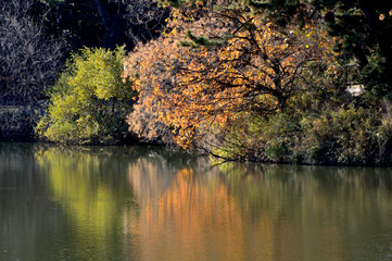 池の畔にある木々の紅葉や緑の葉が水面に映り込んでいる風景