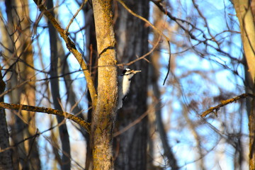 Hairy Woodpecker