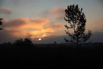 sunrise in the forest