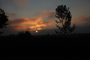 Fototapeta premium sunrise in the forest